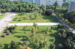 Aerial view of rain garden - grassland, trees and vegetation, surrounded by buildings